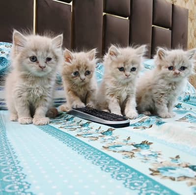 GREY EYES PUNCH FACE KITTENS FOR SALE