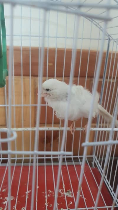 male canary bird for sale!