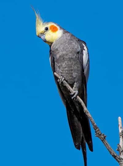 birds for sell/cockatiel/cocktail/lovebirds