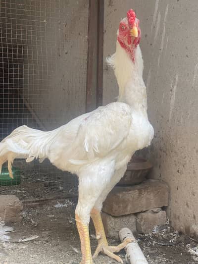 High quality Shamu male