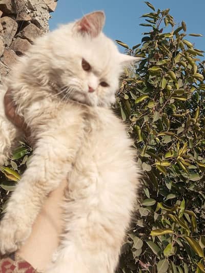 Persian cat