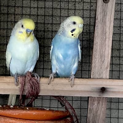 Austalian Bugies Pair 2 Raimbow Male