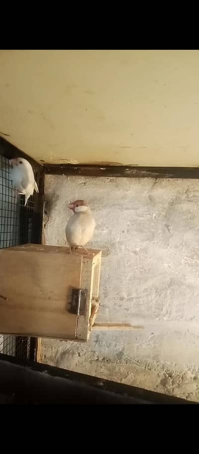 fawn java pair and red pied dove pair 03224964486