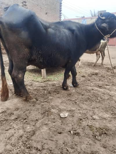Buffalo for sale