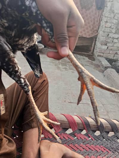 Ande deti hai kurak bhi milati hai pahli martba Ande diye Hain unmesa