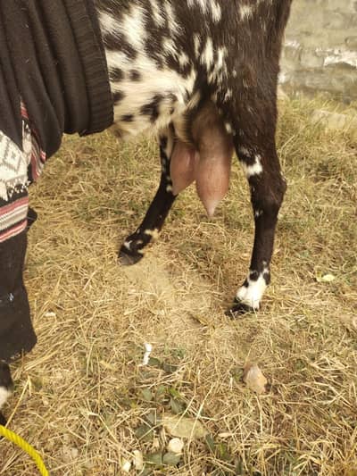 bachoo or doodh wali bakri for sale