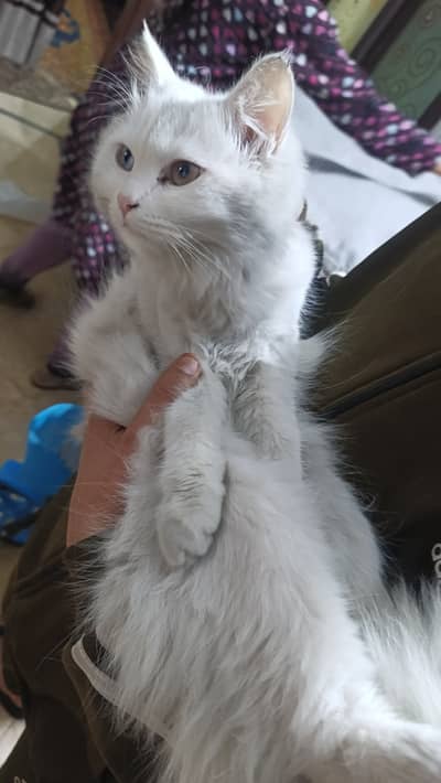 cross hoi ha brown male se