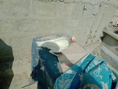 pure Heera aseel murgi ha