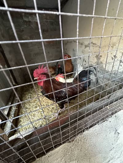 ایک دیسی اور ایک فارمی مگر گھر کا پالا ہوّا مرغا