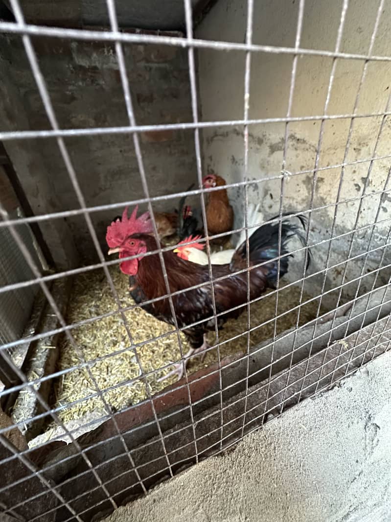 ایک دیسی اور ایک فارمی مگر گھر کا پالا ہوّا مرغا 0