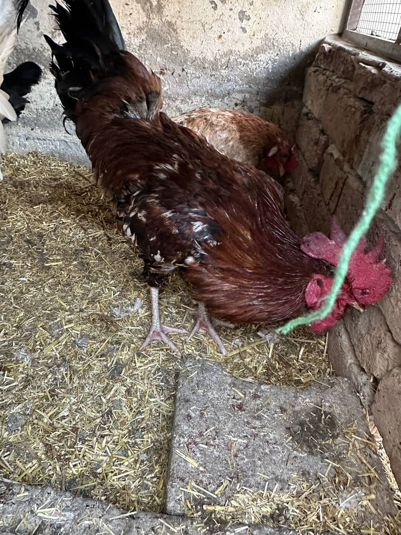 ایک دیسی اور ایک فارمی مگر گھر کا پالا ہوّا مرغا 1