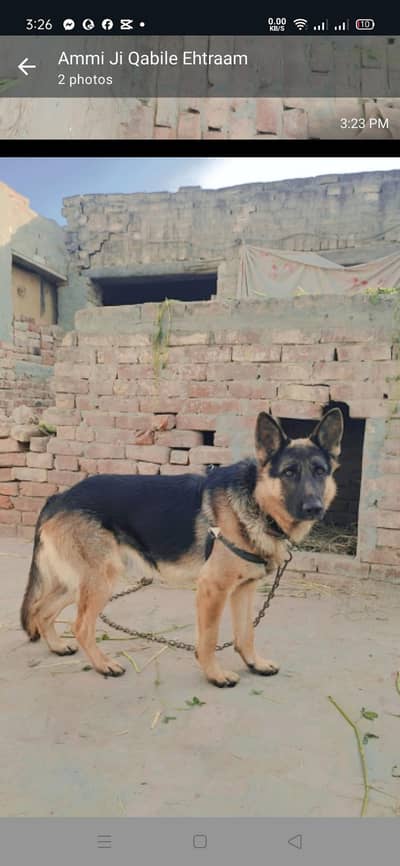 double coated German shepherd