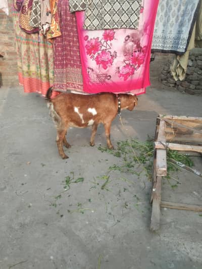 4 Dant ha Bakri ha ghr Ki Gabann ha 3 month ki