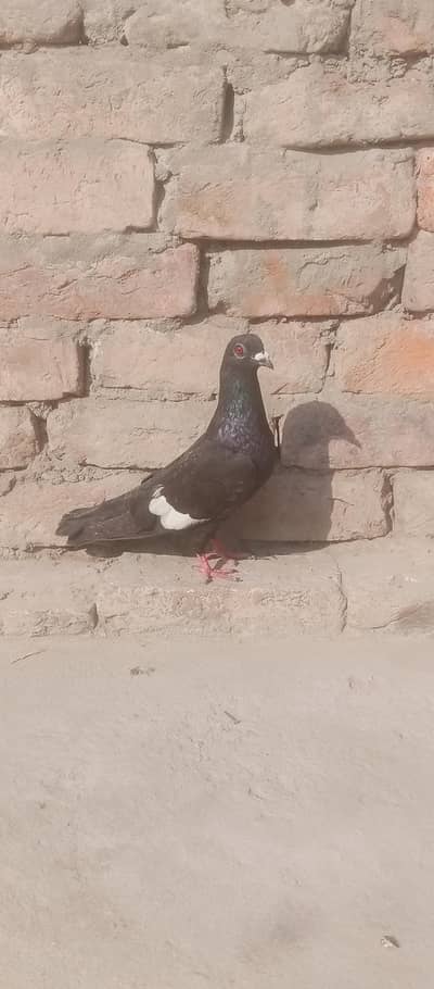 Male for sale exchange possible with kachpari female