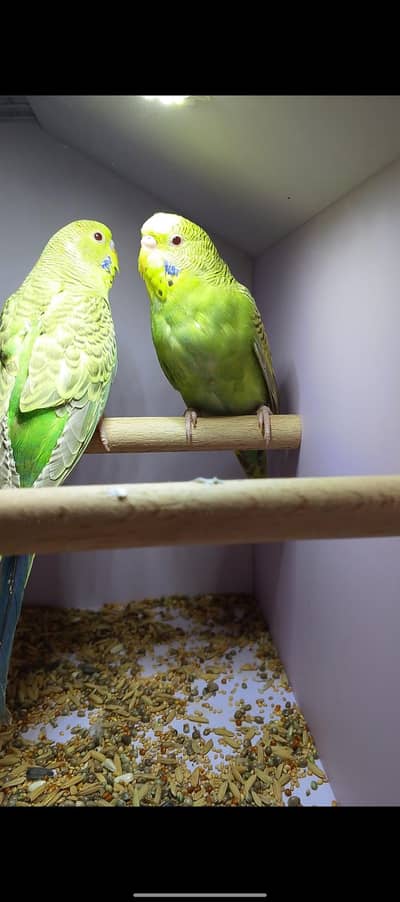 Dun Fellow Young Pair Available