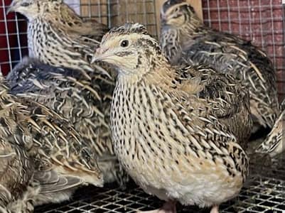 Batair adult 1 piece 350