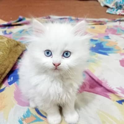 Persian Cat for sale