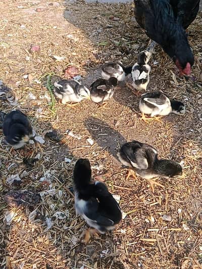 Pure Black Aseel chicks