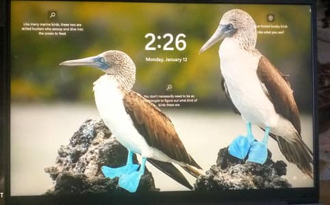 THINKBOOK 14 G6 IRL WINDOWS 11  SIZE 14 INCH