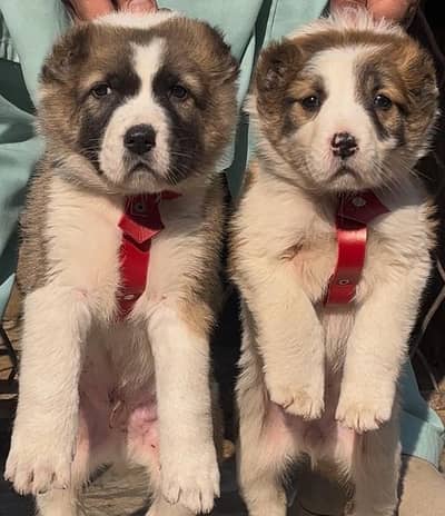 afgani koche pair for sale active and healthy