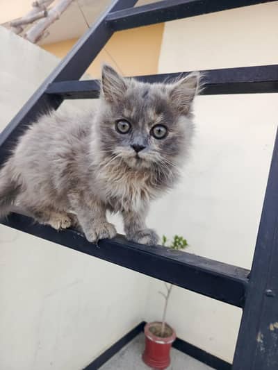 percian cat in brown clr : l