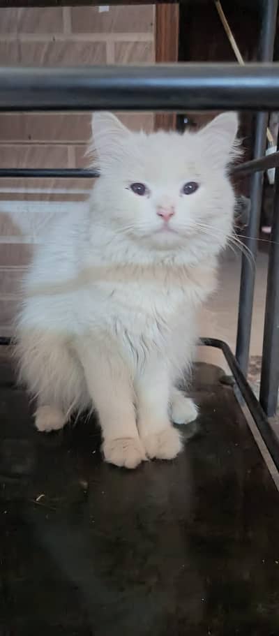 Persian Male For Sale