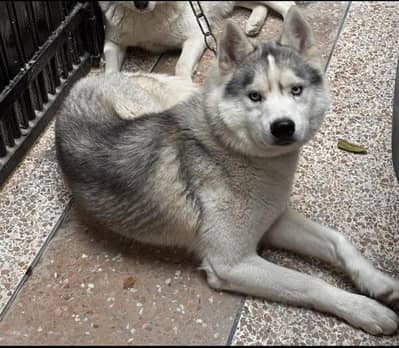 Male siberian Husky for cross / stud