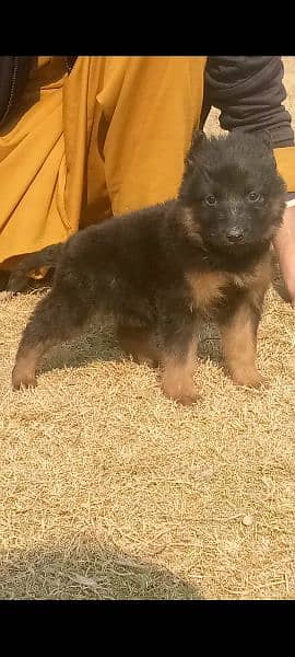 German shepherd long cout mail 2 mahnt for sale active and healthy