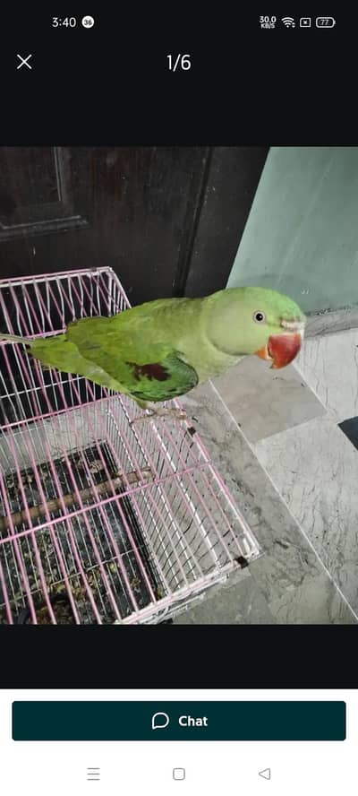 RAW PARROT FOR SALE