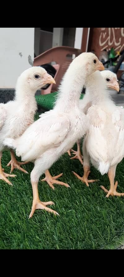 White O Shamo Chikes