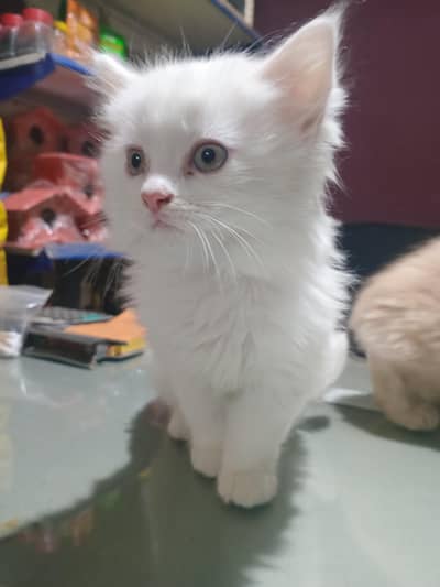 female kitten along code  semi  face