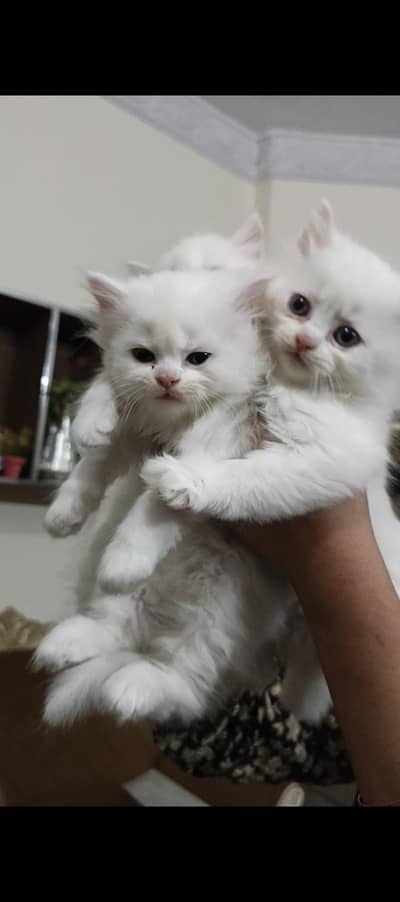 WHITE PERSIAN KITTEN 55 DAYS