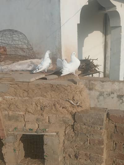 Two pair kamal kay fensy kabutar