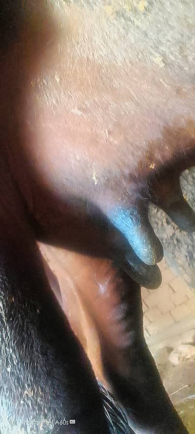 demand 350 03255090409