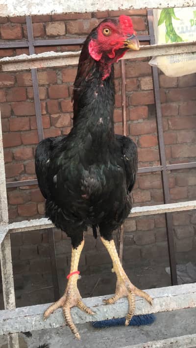 Ghr ka pair hai patha pathi vietnam aseel hai mazboot jor  only sale