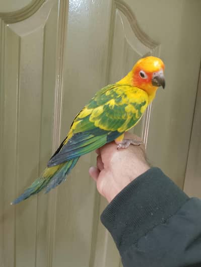 Sunconoure red factor fully hand and fly tam parrots available