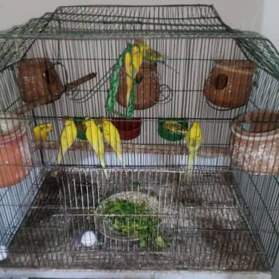 Australian birds homemade for sale 