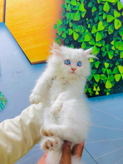 parshion punch face blu I kitten