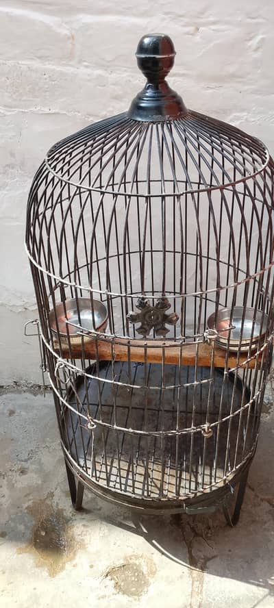 Cage green ringneck parrot