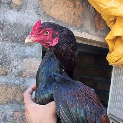 Lakha Mushka aseel patha