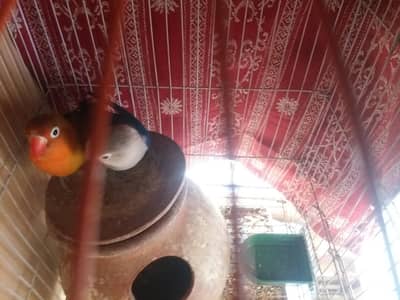 bule opaline Male @ Female  Fischer love bird