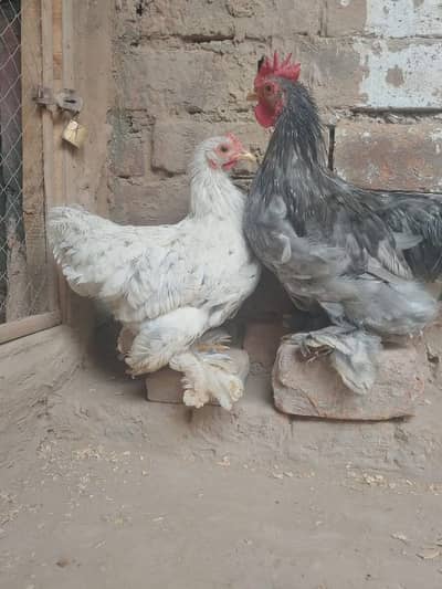 Bentem pair young pair