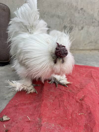 Silkie hen pair egg laying