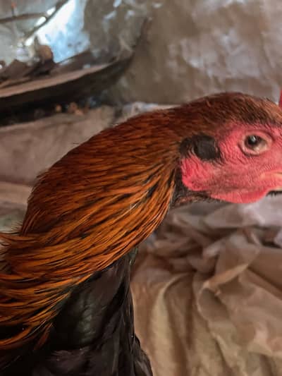 Aseel burmi pokoya pure