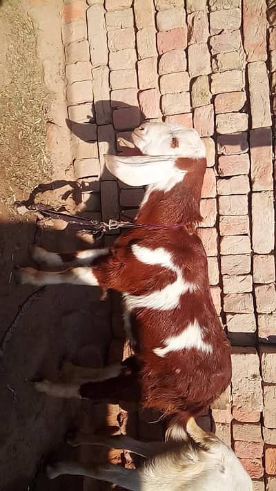 Cute goat for sale