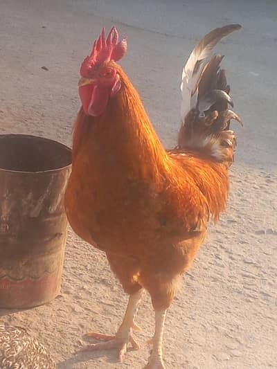 انڈوں والی مرغیاں 04  اور 01 مرغا