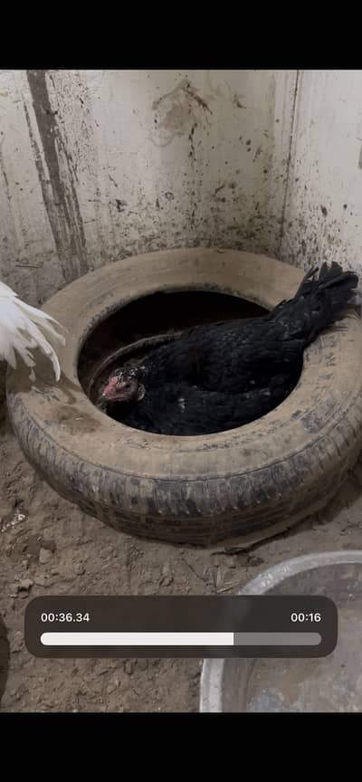 1 male with 3 breeder females