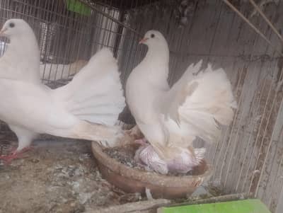 Laka kabutar pure white