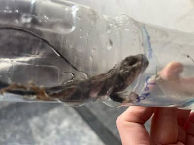 salamendor available