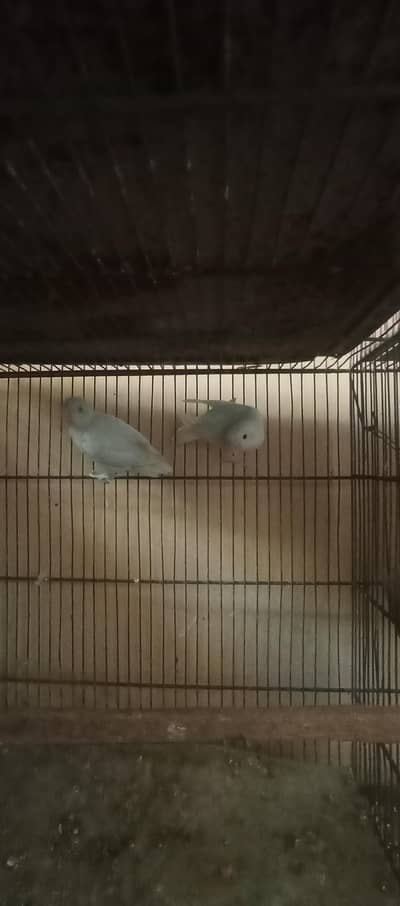 love birds bonded pairs available